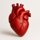 Srdce, cievy, cholesterol a krvný tlak